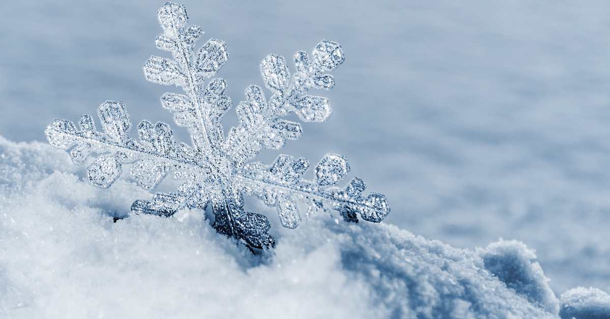 Seasons Greetings from Michael Scharff